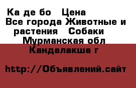 Ка де бо › Цена ­ 25 000 - Все города Животные и растения » Собаки   . Мурманская обл.,Кандалакша г.